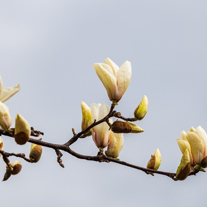 Magnolia Elizabeth tree in full spring bloom with creamy yellow flowers