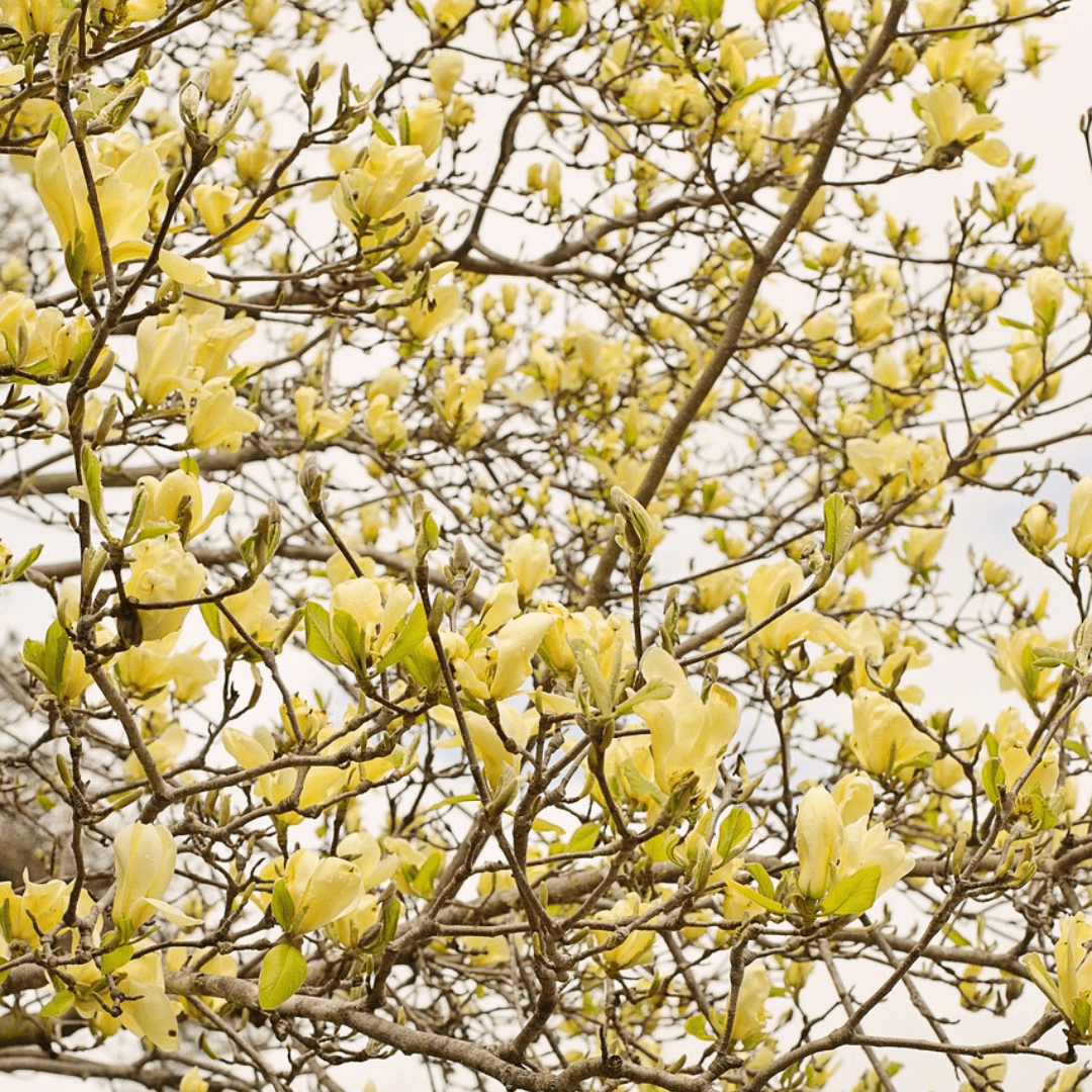 Blooming yellow Magnolia Elizabeth tree in spring garden – fragrant deciduous magnolia cultivar for landscaping