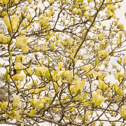 Blooming yellow Magnolia Elizabeth tree in spring garden – fragrant deciduous magnolia cultivar for landscaping