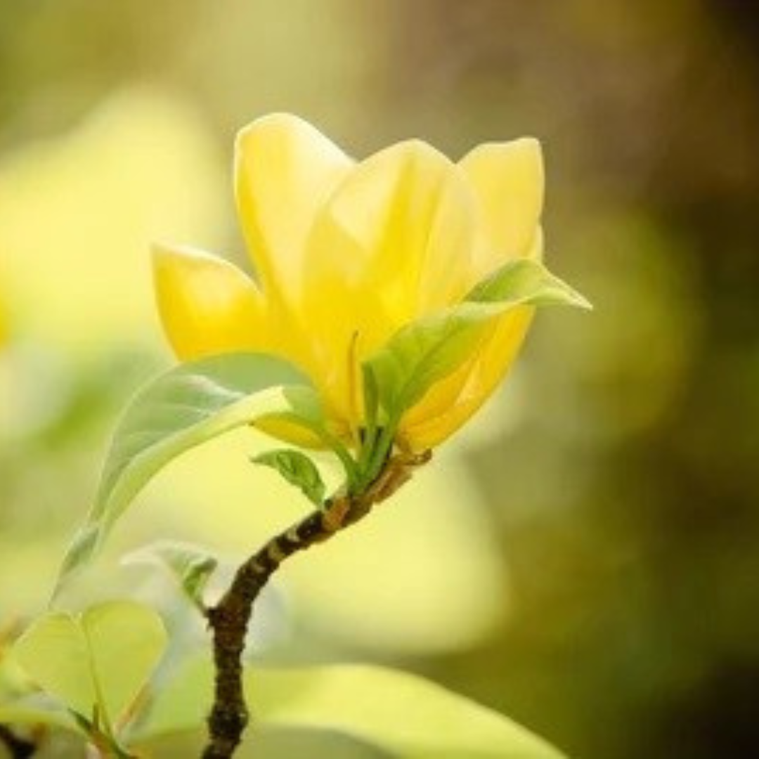 Magnolia Elizabeth tree in bloom with soft yellow flowers and elegant green foliage, ideal for ornamental landscapes.