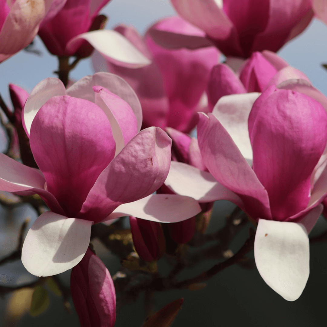 Magnolia 'Frank's Masterpiece' in full bloom, showcasing large, creamy white petals with a hint of blush, set against glossy green foliage.