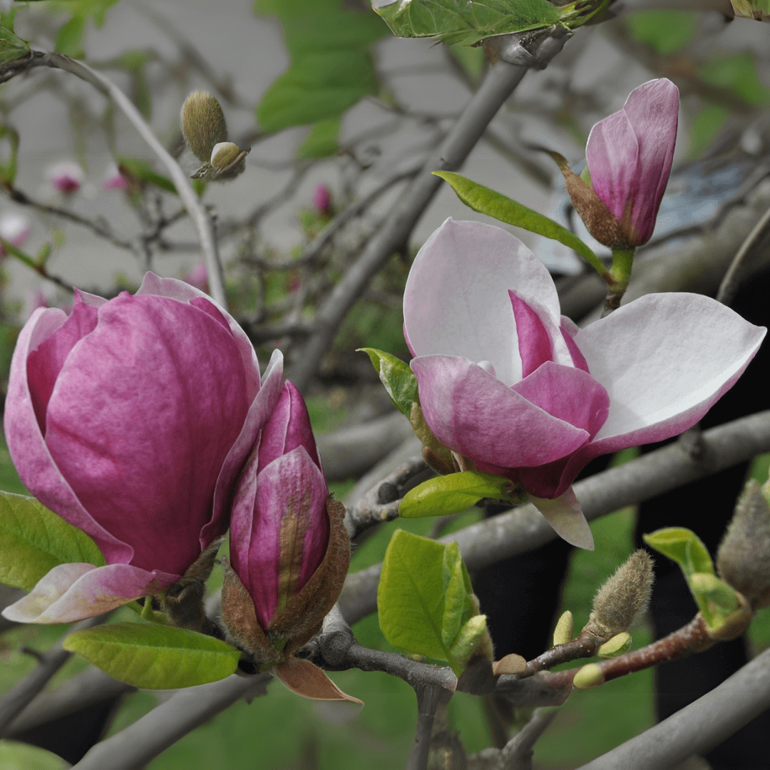 Magnolia Frank's Masterpiece tree in full bloom with large creamy-white flowers and dark green foliage in a landscaped garden – ideal ornamental magnolia variety for temperate gardens