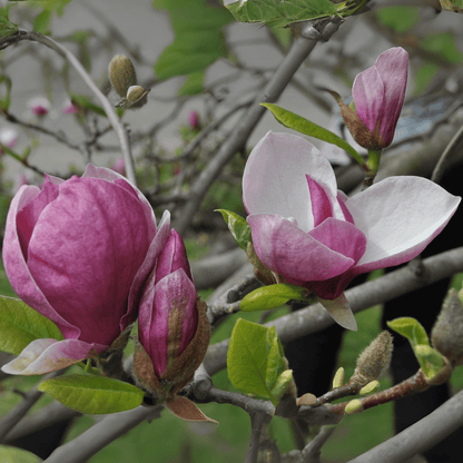 Magnolia Frank's Masterpiece tree in full bloom with large creamy-white flowers and dark green foliage in a landscaped garden – ideal ornamental magnolia variety for temperate gardens