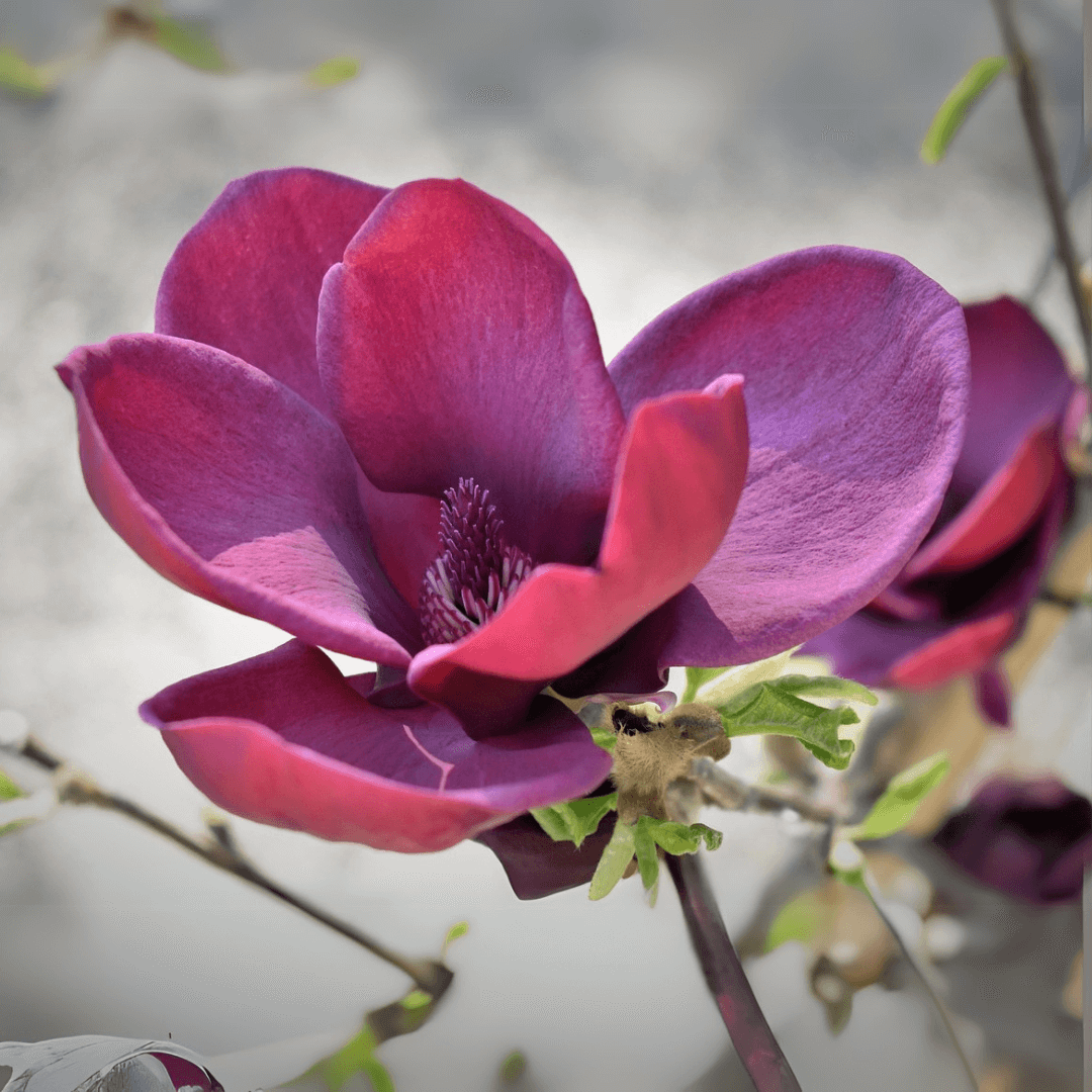 Magnolia 'Genie' in bloom with deep purple, tulip-shaped flowers on compact branches, ideal for small gardens and ornamental landscapes.