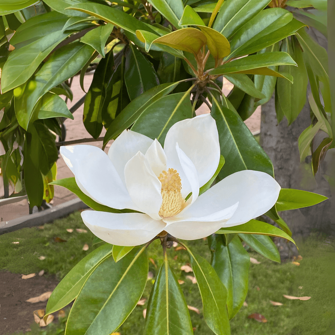 Magnolia Grandiflora tree with large, glossy green leaves and fragrant white blooms, perfect for ornamental landscaping.