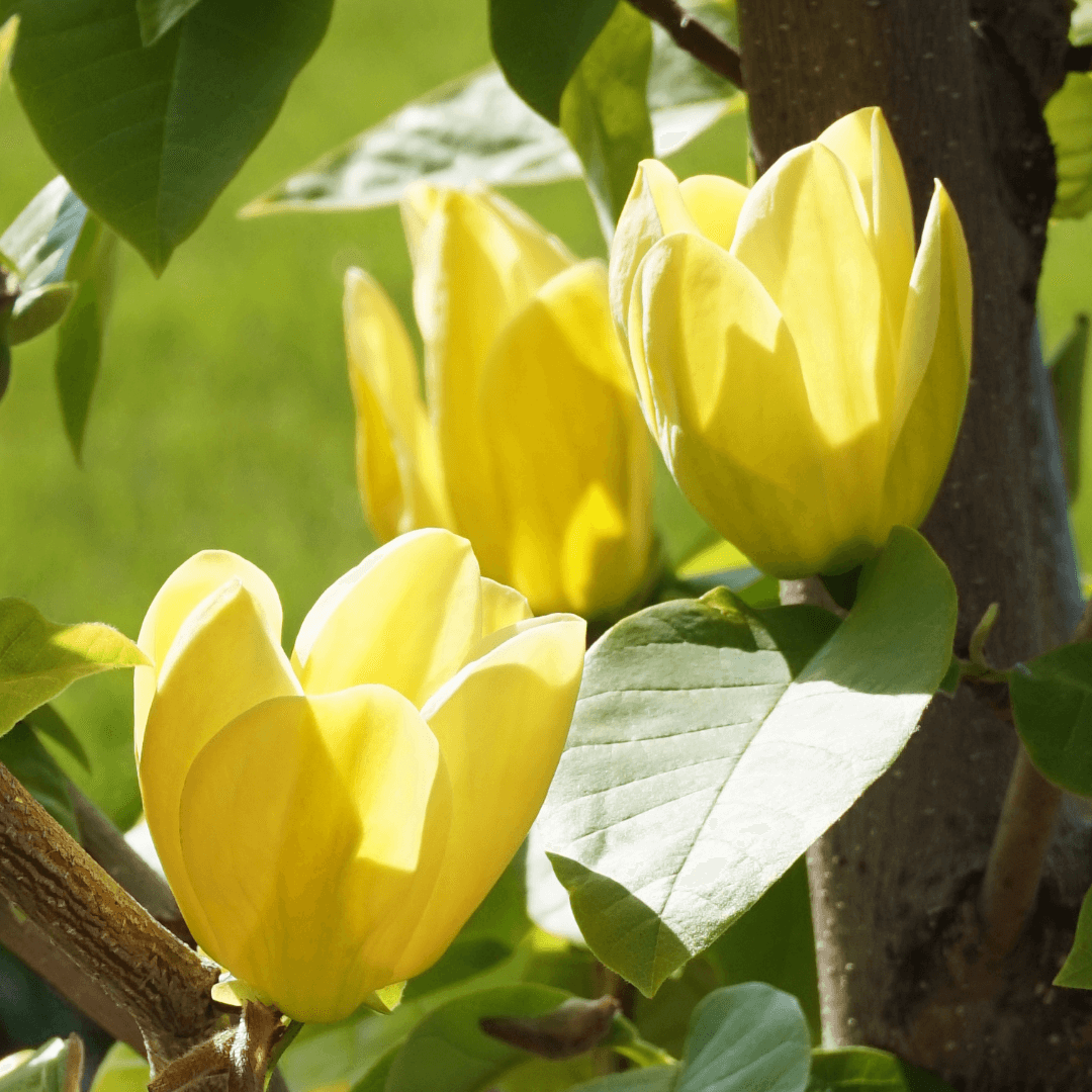 Close-up of Magnolia Honey Tulip flower blooming in spring garden – vibrant yellow tulip-shaped magnolia for landscaping and ornamental gardening