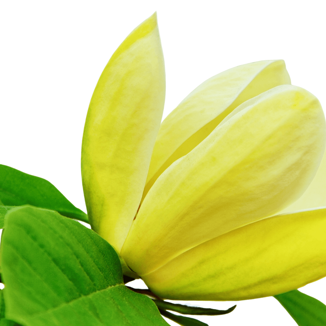 Close-up of Magnolia Honey Tulip flower blooming in spring garden – vibrant yellow tulip-shaped magnolia for landscaping and ornamental gardening