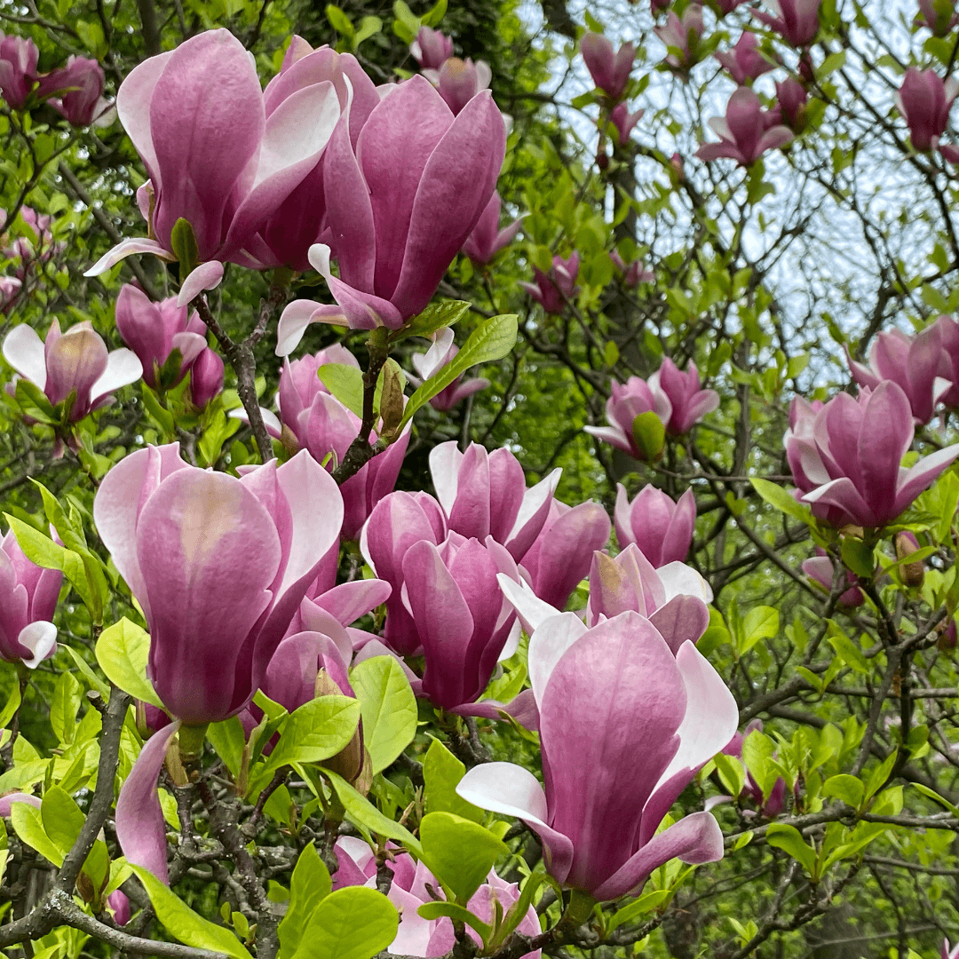 Magnolia 'Jane' in full bloom with large pink-purple flowers and glossy green leaves, perfect for ornamental landscaping.