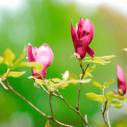 Magnolia Vulcan plant in full bloom with deep burgundy flowers in a home garden landscape setting