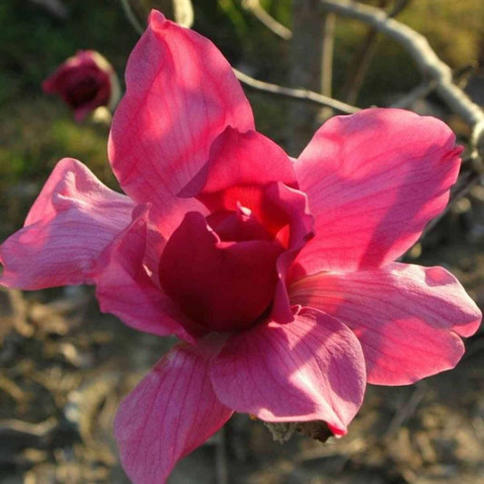 Magnolia 'Vulcan' in full bloom with large, deep ruby-pink flowers on bare branches, ideal for ornamental landscaping.