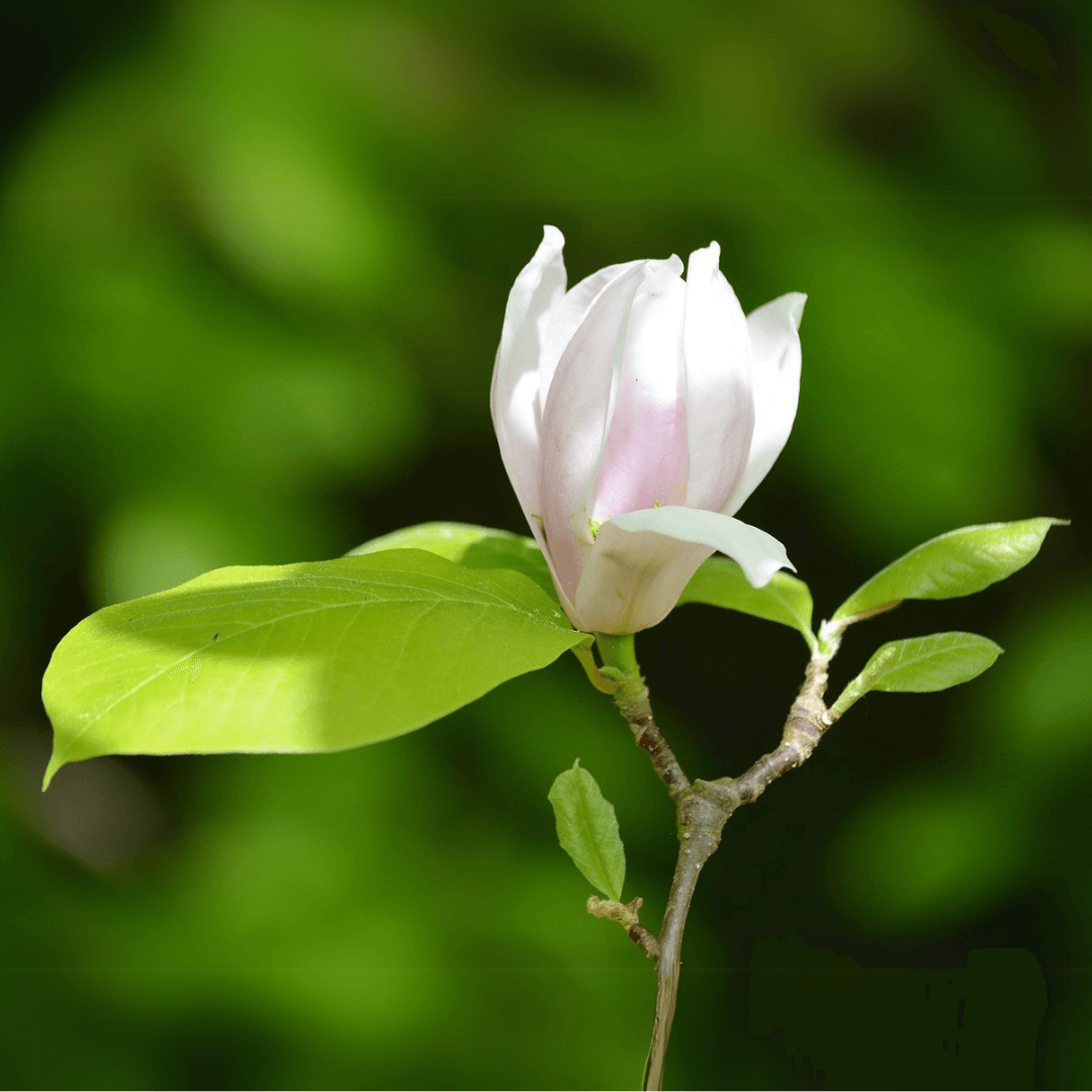 Magnolia x Soulangeana in full bloom with large, pink and white tulip-shaped flowers on bare branches, ideal for ornamental landscapes.