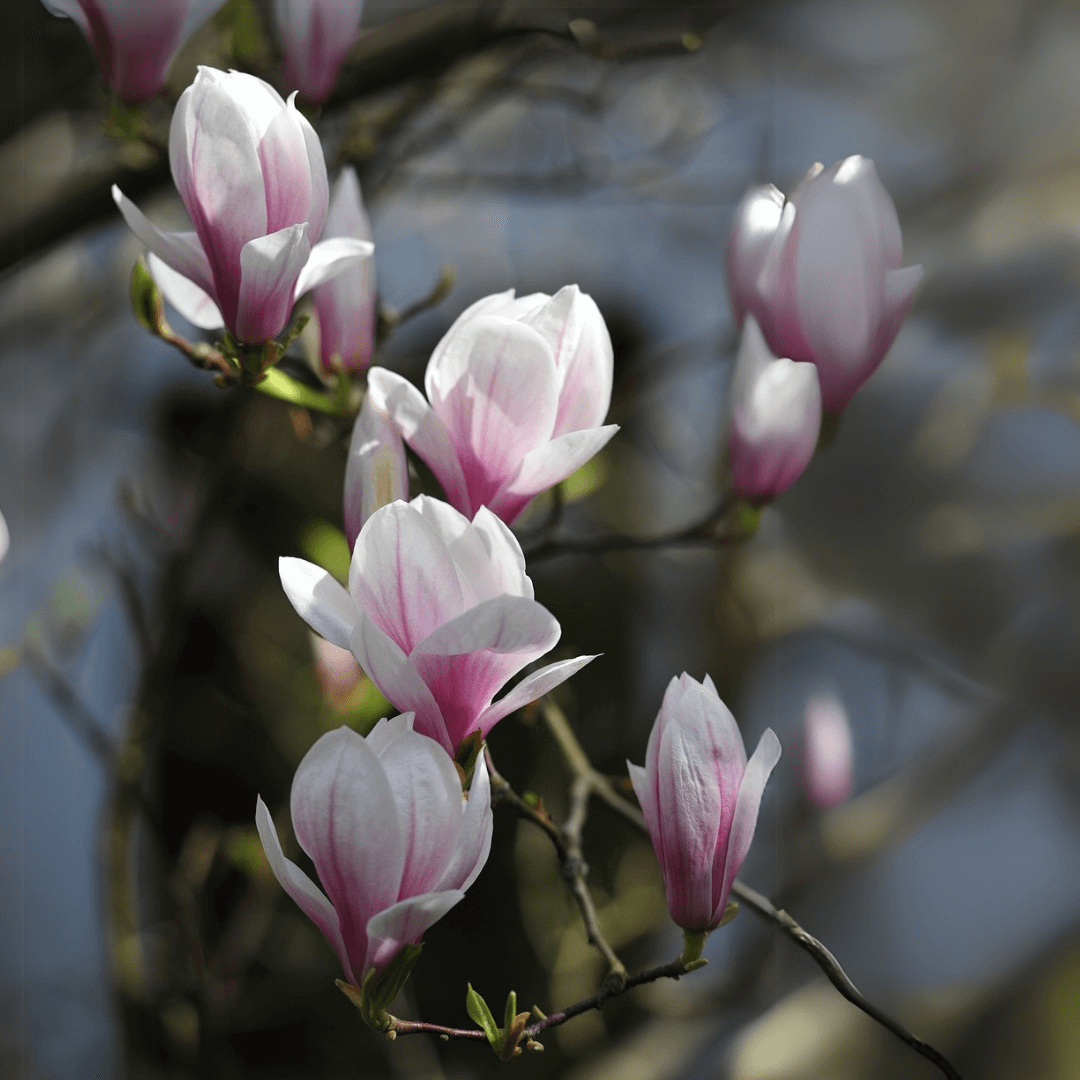 Close-up of a Magnolia × soulangeana flower in full bloom showcasing large pink and white petals, perfect for enhancing garden landscapes and ornamental planting