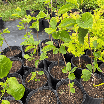 Magnolia 'Yellow Bird' tree with vibrant yellow blossoms and deep green foliage, perfect for ornamental landscaping.