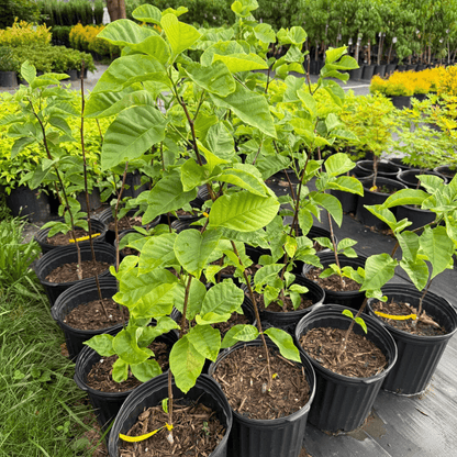 Magnolia Yellow Bird tree blooming with vibrant yellow flowers in spring, cold-hardy ornamental magnolia for landscaping and small garden spaces