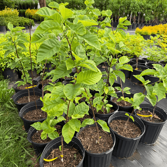 Magnolia Yellow Bird tree blooming with vibrant yellow flowers in spring, cold-hardy ornamental magnolia for landscaping and small garden spaces