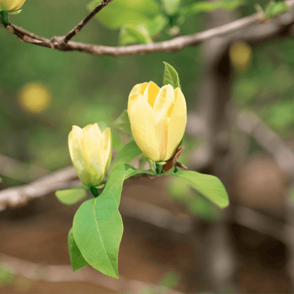 Blooming Magnolia Yellow Bird tree with vibrant yellow flowers in spring garden – ornamental deciduous tree for landscaping