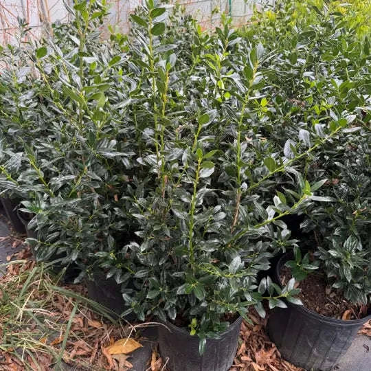 Needlepoint Holly Garden Delight Center