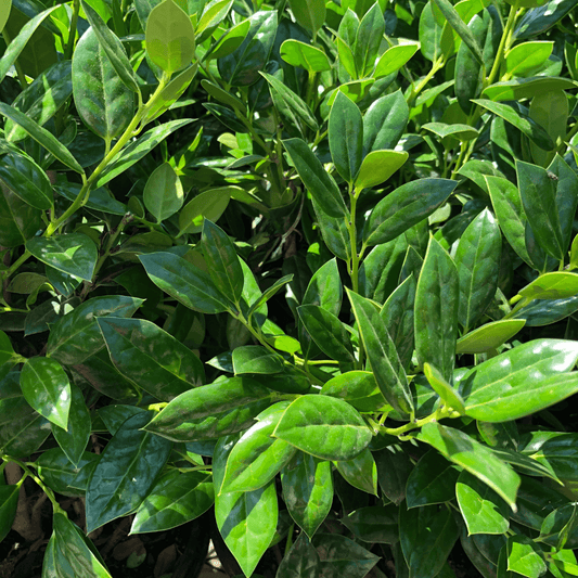 Needlepoint Holly shrub with glossy green leaves and bright red berries, perfect for hedges and ornamental landscaping.