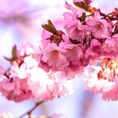 Okame Cherry tree in full bloom with vibrant pink flowers, perfect for ornamental spring landscaping.