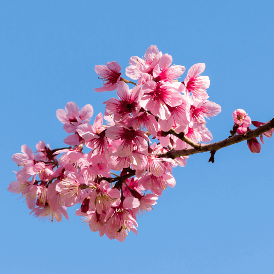 Okame Cherry tree in full bloom with vibrant pink flowers, perfect for ornamental spring landscaping.