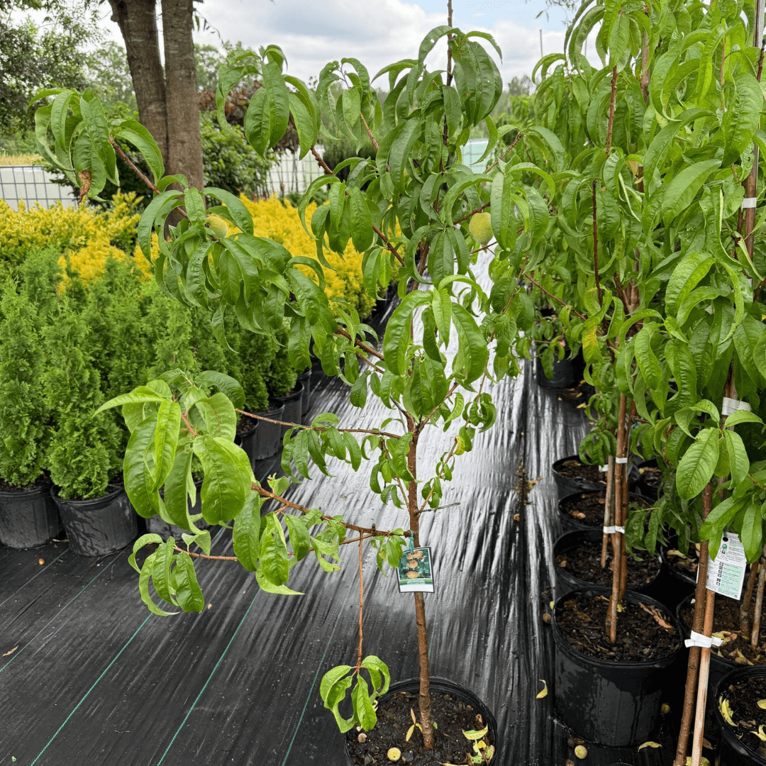 Belle of Georgia peach tree featuring lush green foliage and ripening white peaches, perfect for backyard orchards and thriving in warm Southern climates