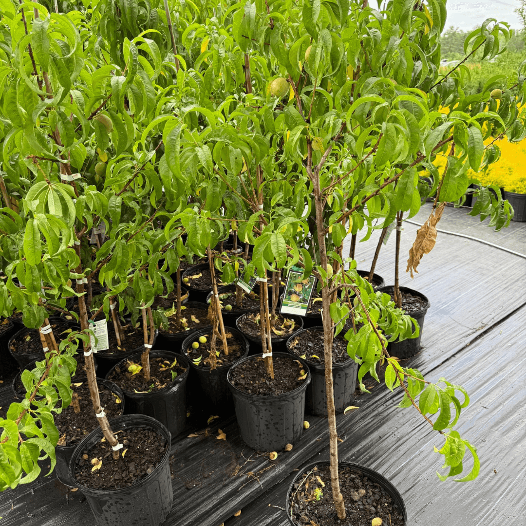 Belle of Georgia peach tree with lush green leaves and ripening white peaches, ideal for home orchards and Southern climates
