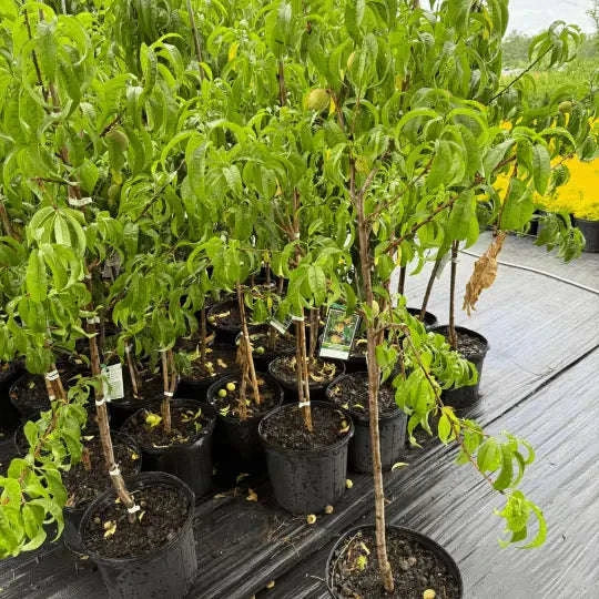 Peach Belle Of Georgia Plant Garden Delight Center