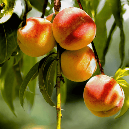 Healthy Peach Cresthaven plant with lush green leaves and ripening golden-yellow peaches, thriving in a sunny orchard setting