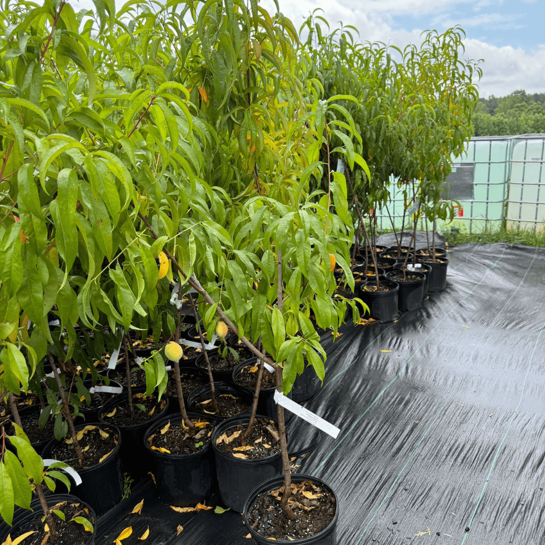 Peach Cresthaven tree with fresh ripe peaches, disease-resistant and high-yield semi-dwarf peach variety perfect for home gardens and orchards