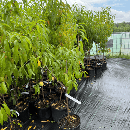 Peach Cresthaven tree with fresh ripe peaches, disease-resistant and high-yield semi-dwarf peach variety perfect for home gardens and orchards