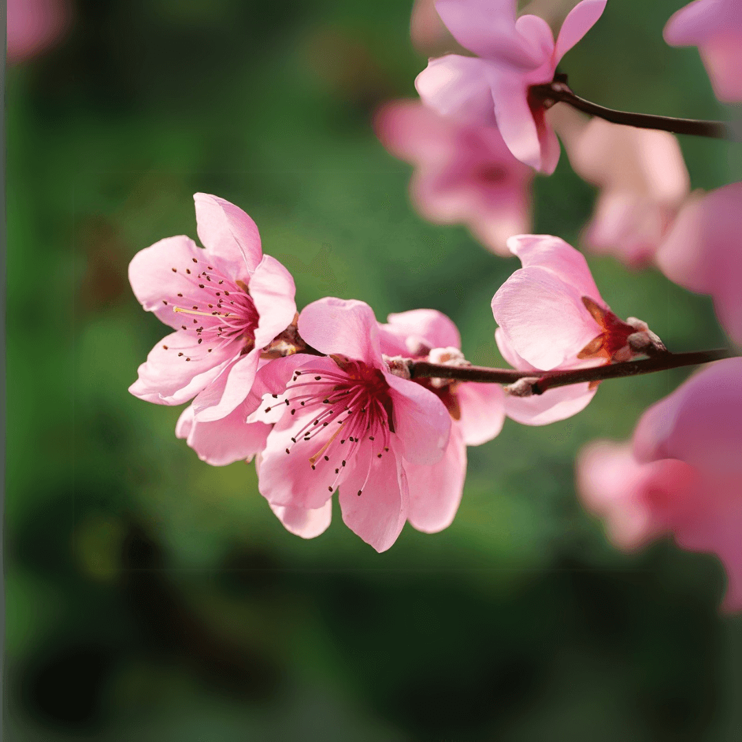 Peach Cresthaven tree with large, juicy peaches and vibrant green foliage, perfect for home orchards.