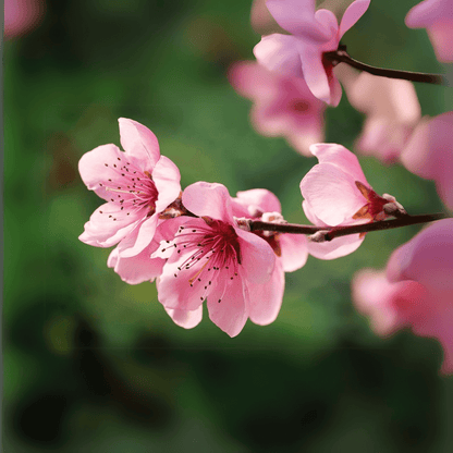 Peach Cresthaven tree with large, juicy peaches and vibrant green foliage, perfect for home orchards.
