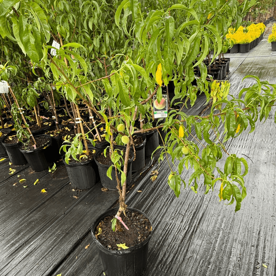 Peach Elberta tree with ripe, juicy yellow peaches hanging on branches, ideal for home gardens and orchards, disease-resistant and high-yielding peach variety perfect for fresh eating and canning