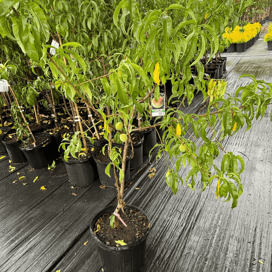 Peach Elberta tree with ripe, juicy yellow peaches hanging on branches, ideal for home gardens and orchards, disease-resistant and high-yielding peach variety perfect for fresh eating and canning