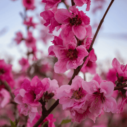 Healthy Peach Elberta plant with lush green leaves and ripening yellow-orange peaches growing in a garden