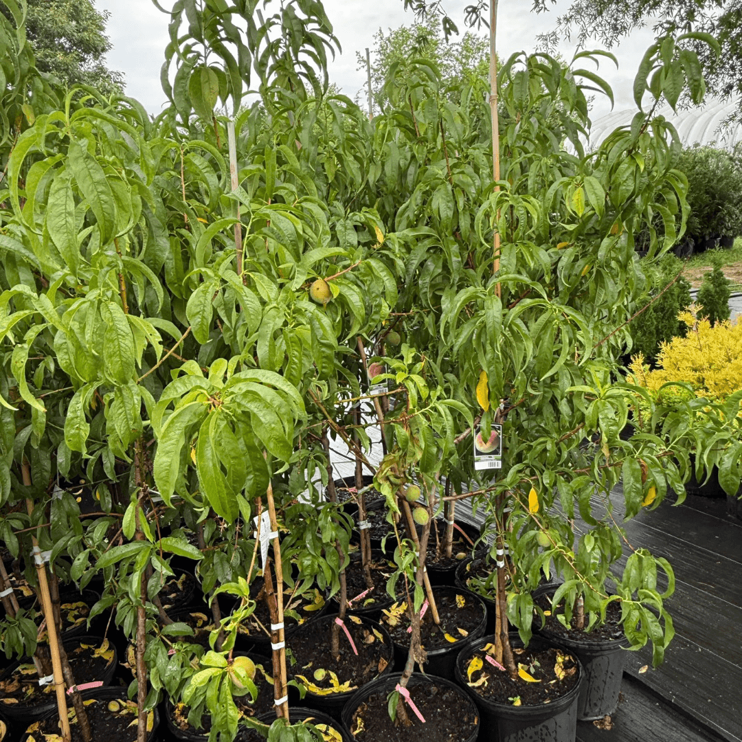 Peach Elberta tree with large juicy yellow peaches, disease-resistant and high-yielding fruit tree perfect for backyard orchards and home gardens