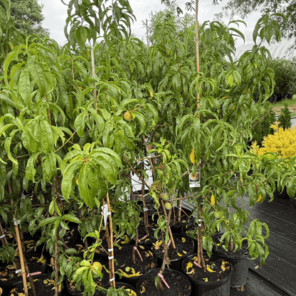 Peach Elberta tree with large juicy yellow peaches, disease-resistant and high-yielding fruit tree perfect for backyard orchards and home gardens