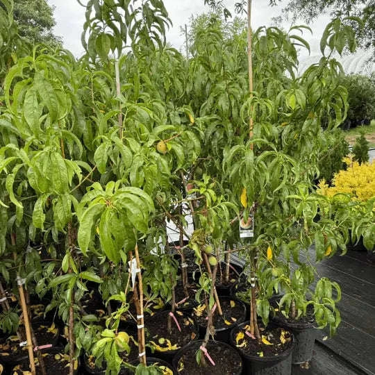Peach Elberta Plant Garden Delight Center