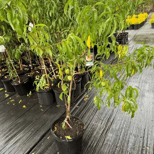 Peach Elberta Plant Garden Delight Center