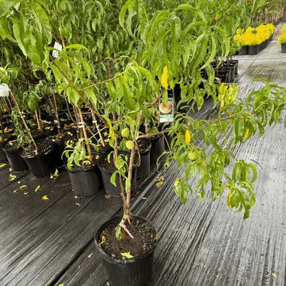 Peach Elberta Plant Garden Delight Center