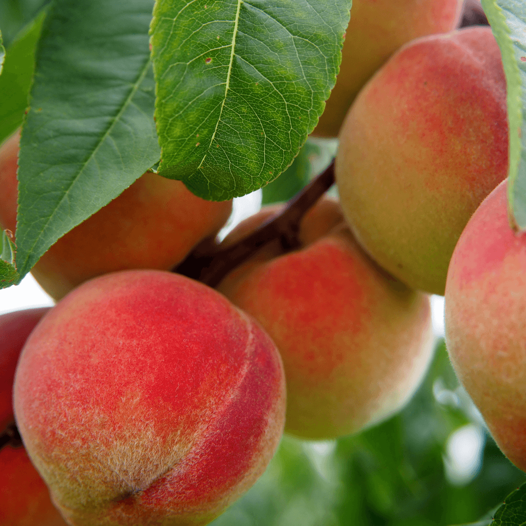 Peach Elberta tree with ripe, golden peaches hanging from its branches, perfect for home orchards and fresh fruit harvesting.