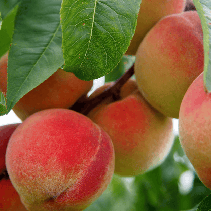 Peach Elberta tree with ripe, golden peaches hanging from its branches, perfect for home orchards and fresh fruit harvesting.
