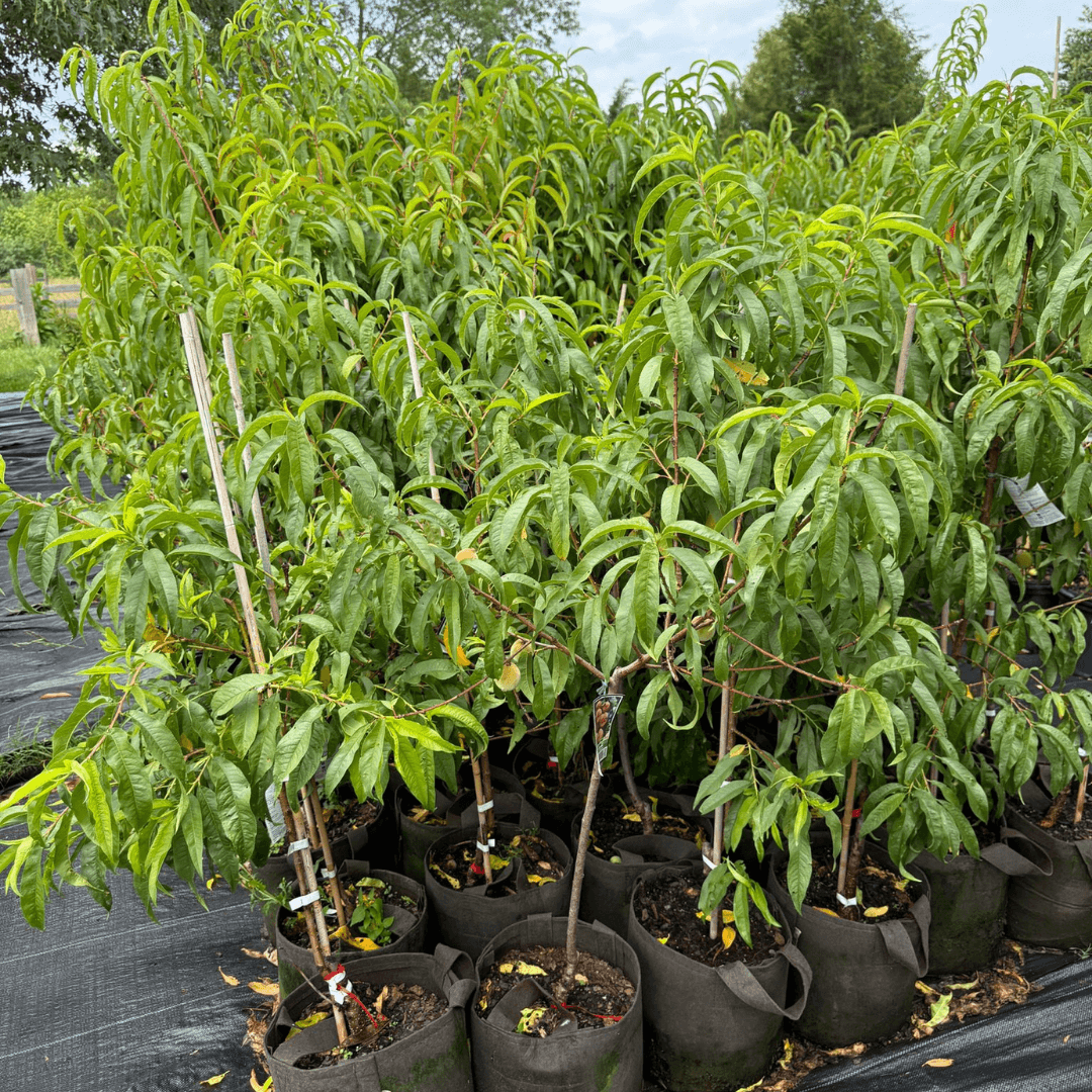 Peach RedHaven tree loaded with juicy, sun-ripened yellow peaches – best self-pollinating peach variety for home orchards and backyard fruit gardens