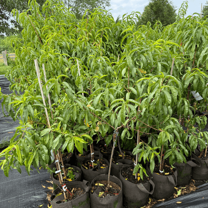 Peach RedHaven tree loaded with juicy, sun-ripened yellow peaches – best self-pollinating peach variety for home orchards and backyard fruit gardens