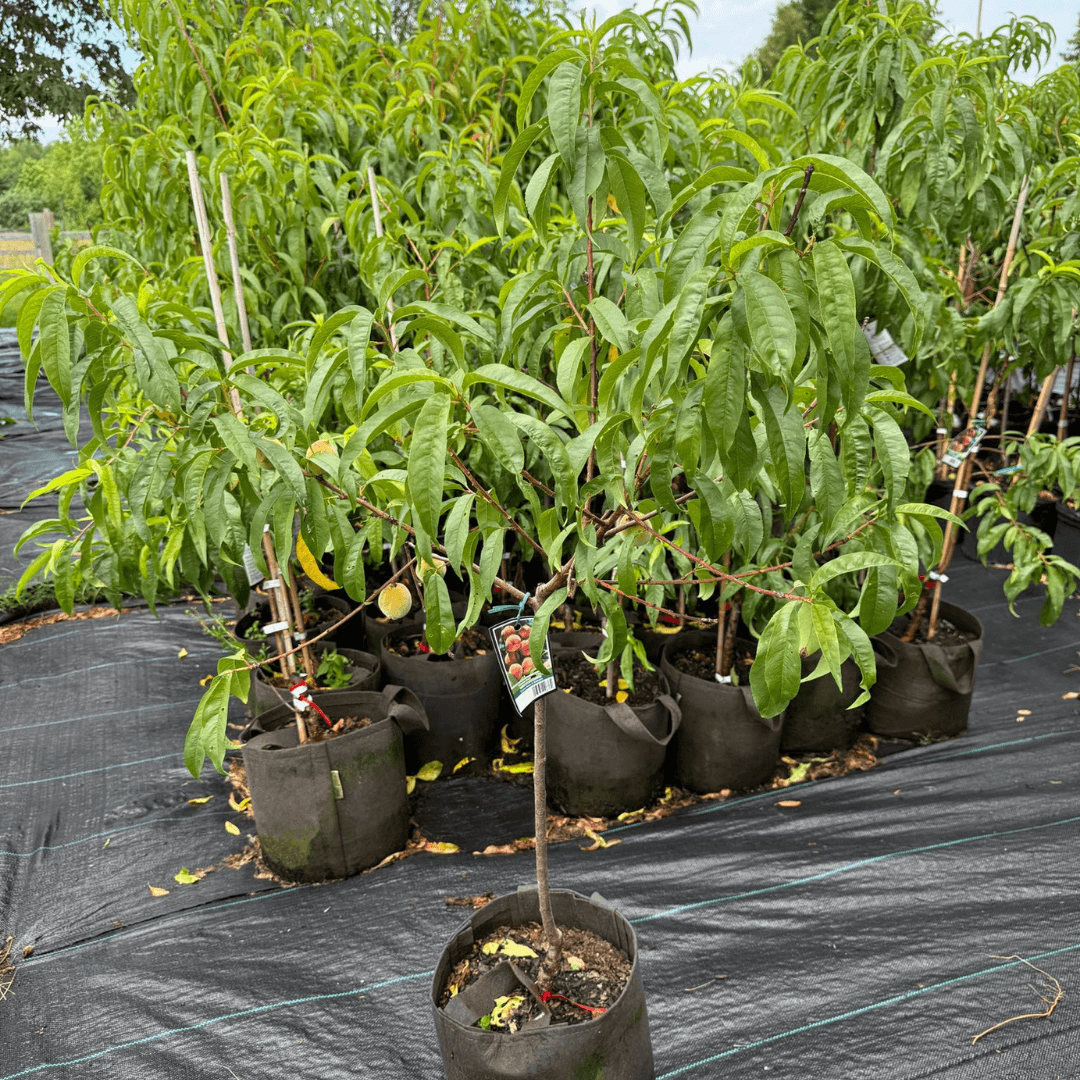 Red Haven peach tree with ripe, vibrant red-yellow peaches hanging from green leafy branches – ideal for home orchards and early summer harvest.