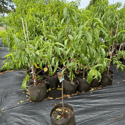 Red Haven peach tree with ripe, vibrant red-yellow peaches hanging from green leafy branches – ideal for home orchards and early summer harvest.