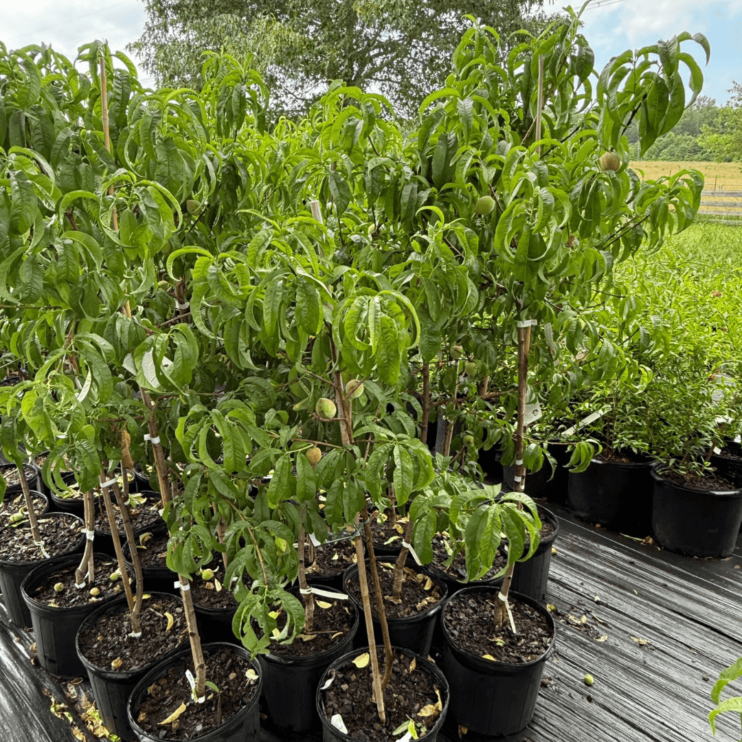 Peach White Lady tree with juicy, white-fleshed peaches, perfect for home orchards and fresh eating.