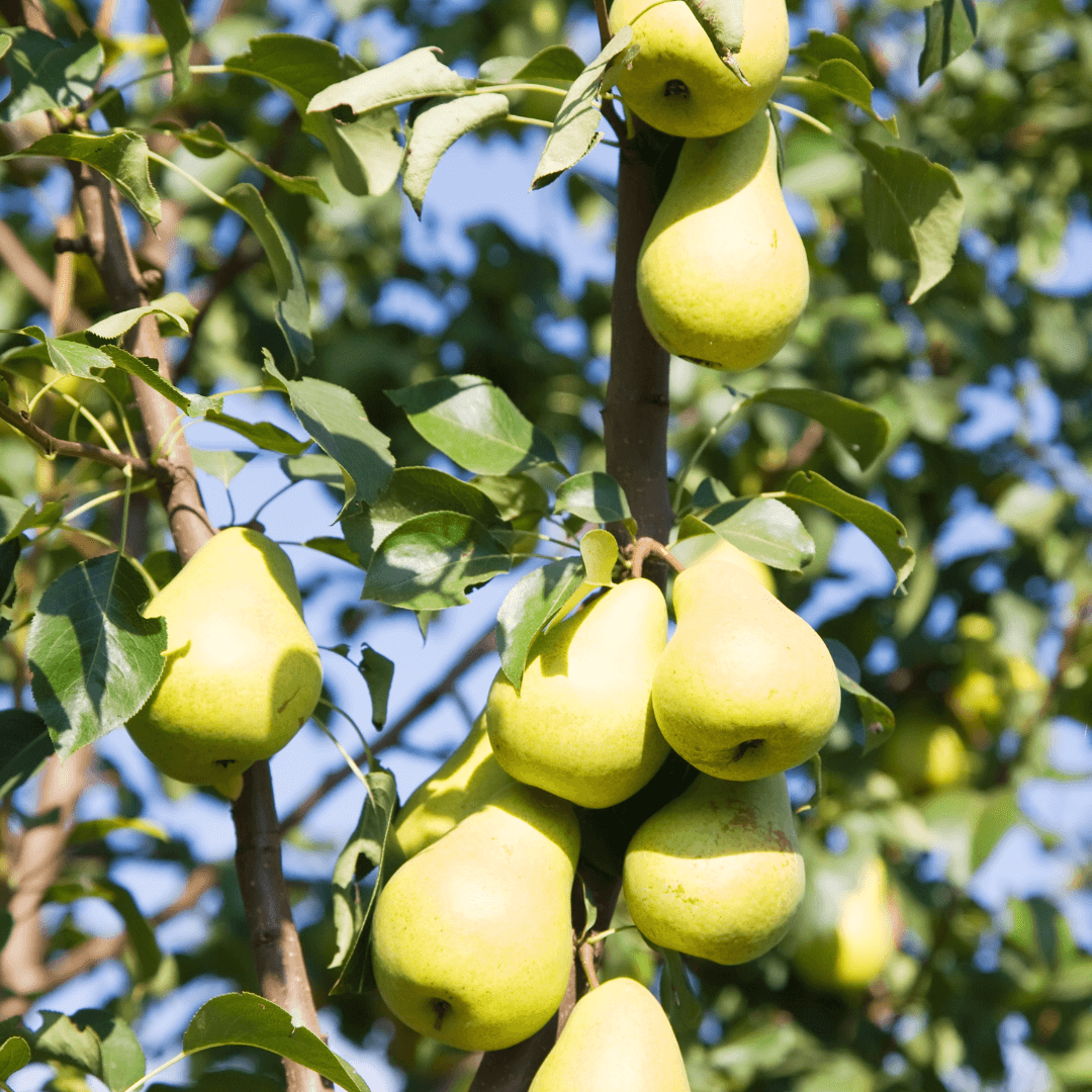 Pear Bartlett tree with lush green leaves and abundant, round pears, perfect for orchards and home gardens.