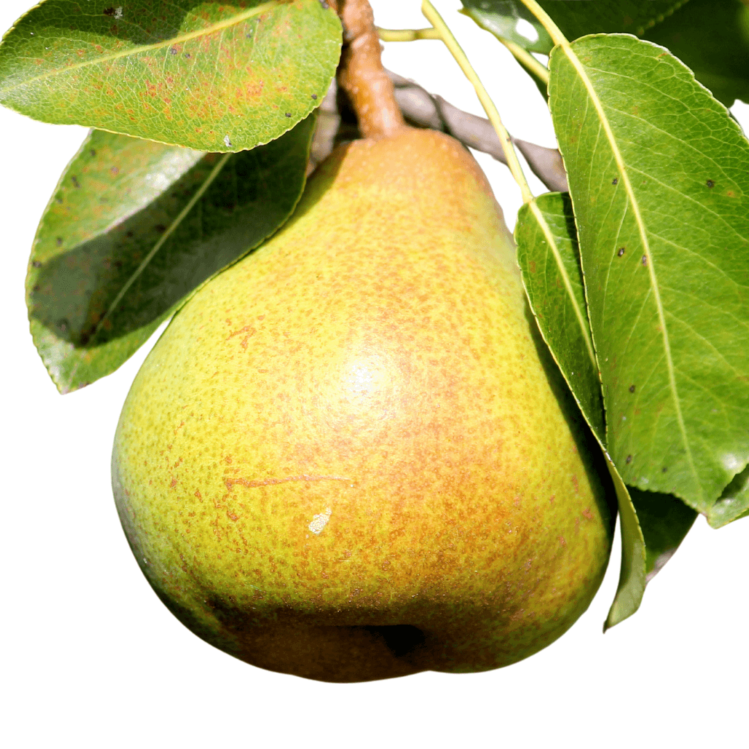 Pear Moonglow tree with smooth, light green fruit and a robust, upright growth habit, perfect for fresh eating and cooking.