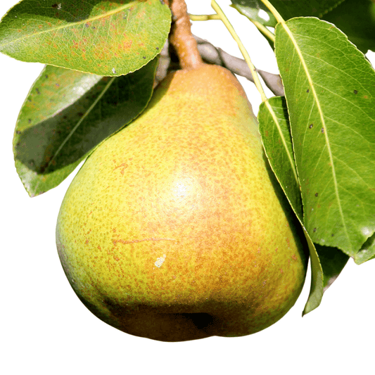 Pear Moonglow tree with smooth, light green fruit and a robust, upright growth habit, perfect for fresh eating and cooking.